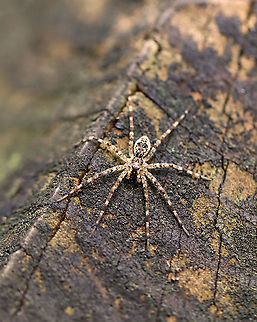 Dark Fishing Spider -Dolomedes tenebrosus Habitat: mesic, mixed forest
https://www.jungledragon.com/image/108352/dark_fishing_spider_-dolomedes_tenebrosus.html Dark Fishing Spider,Dolomedes tenebrosus,Geotagged,Summer,United States