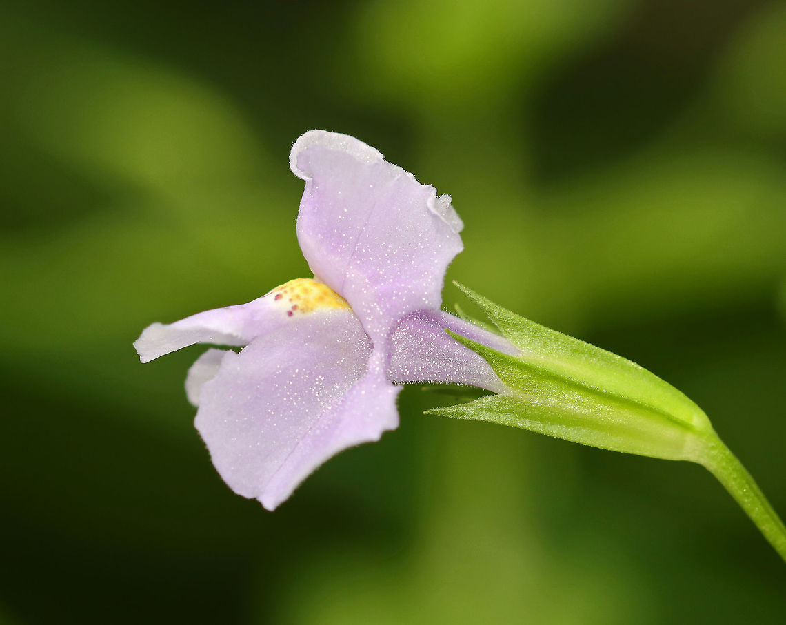 Allegheny Monkeyflower - Mimulus ringens Habitat: Wetland Allegheny Monkeyflower,Geotagged,Mimulus,Mimulus ringens,Summer,United States,monkeyflower