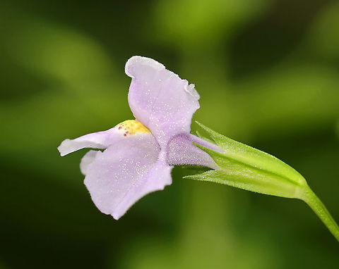 Allegheny Monkeyflower - Mimulus ringens Habitat: Wetland Allegheny Monkeyflower,Geotagged,Mimulus,Mimulus ringens,Summer,United States,monkeyflower