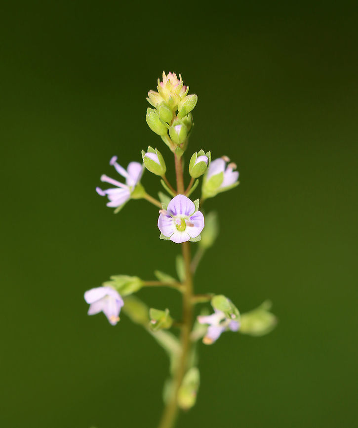 Blue-water Speedwell - Veronica anagallis-aquatica Present on most continents, its native range is not clear. It is naturalized in the United States.<br />
<br />
Habitat: Bog<br />
<figure class="photo"><a href="https://www.jungledragon.com/image/108361/blue-water_speedwell_-_veronica_anagallis-aquatica.html" title="Blue-water Speedwell - Veronica anagallis-aquatica"><img src="https://s3.amazonaws.com/media.jungledragon.com/images/3232/108361_thumb.jpg?AWSAccessKeyId=05GMT0V3GWVNE7GGM1R2&Expires=1769040010&Signature=m9tpKAu3QLuaLhikJyWzIUlqC4c%3D" width="200" height="192" alt="Blue-water Speedwell - Veronica anagallis-aquatica Present on most continents, its native range is not clear. It is naturalized in the United States.<br />
<br />
Habitat: Bog<br />
https://www.jungledragon.com/image/108358/blue-water_speedwell_-_veronica_anagallis-aquatica.html<br />
https://www.jungledragon.com/image/108360/blue-water_speedwell_-_veronica_anagallis-aquatica.html<br />
https://www.jungledragon.com/image/108359/blue-water_speedwell_-_veronica_anagallis-aquatica.html Geotagged,Summer,United States,Veronica anagallis-aquatica,Water speedwell" /></a></figure><br />
<figure class="photo"><a href="https://www.jungledragon.com/image/108360/blue-water_speedwell_-_veronica_anagallis-aquatica.html" title="Blue-water Speedwell - Veronica anagallis-aquatica"><img src="https://s3.amazonaws.com/media.jungledragon.com/images/3232/108360_thumb.jpg?AWSAccessKeyId=05GMT0V3GWVNE7GGM1R2&Expires=1769040010&Signature=C%2Fzva5QOkRhjzSYyBAi3P0MTCJg%3D" width="200" height="162" alt="Blue-water Speedwell - Veronica anagallis-aquatica Present on most continents, its native range is not clear. It is naturalized in the United States.<br />
<br />
Habitat: Bog<br />
https://www.jungledragon.com/image/108358/blue-water_speedwell_-_veronica_anagallis-aquatica.html<br />
https://www.jungledragon.com/image/108361/blue-water_speedwell_-_veronica_anagallis-aquatica.html<br />
https://www.jungledragon.com/image/108359/blue-water_speedwell_-_veronica_anagallis-aquatica.html Geotagged,Summer,United States,Veronica anagallis-aquatica,Water speedwell" /></a></figure><br />
<figure class="photo"><a href="https://www.jungledragon.com/image/108359/blue-water_speedwell_-_veronica_anagallis-aquatica.html" title="Blue-water Speedwell - Veronica anagallis-aquatica"><img src="https://s3.amazonaws.com/media.jungledragon.com/images/3232/108359_thumb.jpg?AWSAccessKeyId=05GMT0V3GWVNE7GGM1R2&Expires=1769040010&Signature=UJfdQVsw2%2BCuat1tlc%2BRmv2BX7U%3D" width="112" height="152" alt="Blue-water Speedwell - Veronica anagallis-aquatica Present on most continents, its native range is not clear. It is naturalized in the United States.<br />
<br />
Habitat: Bog<br />
https://www.jungledragon.com/image/108360/blue-water_speedwell_-_veronica_anagallis-aquatica.html<br />
https://www.jungledragon.com/image/108361/blue-water_speedwell_-_veronica_anagallis-aquatica.html<br />
https://www.jungledragon.com/image/108358/blue-water_speedwell_-_veronica_anagallis-aquatica.html<br />
 Geotagged,Summer,United States,Veronica anagallis-aquatica,Water speedwell" /></a></figure> Geotagged,Summer,United States,Veronica anagallis-aquatica,Water speedwell,speedwell