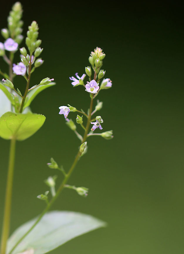 Blue-water Speedwell - Veronica anagallis-aquatica Present on most continents, its native range is not clear. It is naturalized in the United States.<br />
<br />
Habitat: Bog<br />
<figure class="photo"><a href="https://www.jungledragon.com/image/108360/blue-water_speedwell_-_veronica_anagallis-aquatica.html" title="Blue-water Speedwell - Veronica anagallis-aquatica"><img src="https://s3.amazonaws.com/media.jungledragon.com/images/3232/108360_thumb.jpg?AWSAccessKeyId=05GMT0V3GWVNE7GGM1R2&Expires=1769040010&Signature=C%2Fzva5QOkRhjzSYyBAi3P0MTCJg%3D" width="200" height="162" alt="Blue-water Speedwell - Veronica anagallis-aquatica Present on most continents, its native range is not clear. It is naturalized in the United States.<br />
<br />
Habitat: Bog<br />
https://www.jungledragon.com/image/108358/blue-water_speedwell_-_veronica_anagallis-aquatica.html<br />
https://www.jungledragon.com/image/108361/blue-water_speedwell_-_veronica_anagallis-aquatica.html<br />
https://www.jungledragon.com/image/108359/blue-water_speedwell_-_veronica_anagallis-aquatica.html Geotagged,Summer,United States,Veronica anagallis-aquatica,Water speedwell" /></a></figure><br />
<figure class="photo"><a href="https://www.jungledragon.com/image/108361/blue-water_speedwell_-_veronica_anagallis-aquatica.html" title="Blue-water Speedwell - Veronica anagallis-aquatica"><img src="https://s3.amazonaws.com/media.jungledragon.com/images/3232/108361_thumb.jpg?AWSAccessKeyId=05GMT0V3GWVNE7GGM1R2&Expires=1769040010&Signature=m9tpKAu3QLuaLhikJyWzIUlqC4c%3D" width="200" height="192" alt="Blue-water Speedwell - Veronica anagallis-aquatica Present on most continents, its native range is not clear. It is naturalized in the United States.<br />
<br />
Habitat: Bog<br />
https://www.jungledragon.com/image/108358/blue-water_speedwell_-_veronica_anagallis-aquatica.html<br />
https://www.jungledragon.com/image/108360/blue-water_speedwell_-_veronica_anagallis-aquatica.html<br />
https://www.jungledragon.com/image/108359/blue-water_speedwell_-_veronica_anagallis-aquatica.html Geotagged,Summer,United States,Veronica anagallis-aquatica,Water speedwell" /></a></figure><br />
<figure class="photo"><a href="https://www.jungledragon.com/image/108358/blue-water_speedwell_-_veronica_anagallis-aquatica.html" title="Blue-water Speedwell - Veronica anagallis-aquatica"><img src="https://s3.amazonaws.com/media.jungledragon.com/images/3232/108358_thumb.jpg?AWSAccessKeyId=05GMT0V3GWVNE7GGM1R2&Expires=1769040010&Signature=iGQIdDpXs0BdMTPowgY3wE5R7Eo%3D" width="128" height="152" alt="Blue-water Speedwell - Veronica anagallis-aquatica Present on most continents, its native range is not clear. It is naturalized in the United States.<br />
<br />
Habitat: Bog<br />
https://www.jungledragon.com/image/108361/blue-water_speedwell_-_veronica_anagallis-aquatica.html<br />
https://www.jungledragon.com/image/108360/blue-water_speedwell_-_veronica_anagallis-aquatica.html<br />
https://www.jungledragon.com/image/108359/blue-water_speedwell_-_veronica_anagallis-aquatica.html Geotagged,Summer,United States,Veronica anagallis-aquatica,Water speedwell,speedwell" /></a></figure><br />
 Geotagged,Summer,United States,Veronica anagallis-aquatica,Water speedwell