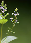 Blue-water Speedwell - Veronica anagallis-aquatica Present on most continents, its native range is not clear. It is naturalized in the United States.<br />
<br />
Habitat: Bog<br />
https://www.jungledragon.com/image/108360/blue-water_speedwell_-_veronica_anagallis-aquatica.html<br />
https://www.jungledragon.com/image/108361/blue-water_speedwell_-_veronica_anagallis-aquatica.html<br />
https://www.jungledragon.com/image/108358/blue-water_speedwell_-_veronica_anagallis-aquatica.html<br />
 Geotagged,Summer,United States,Veronica anagallis-aquatica,Water speedwell