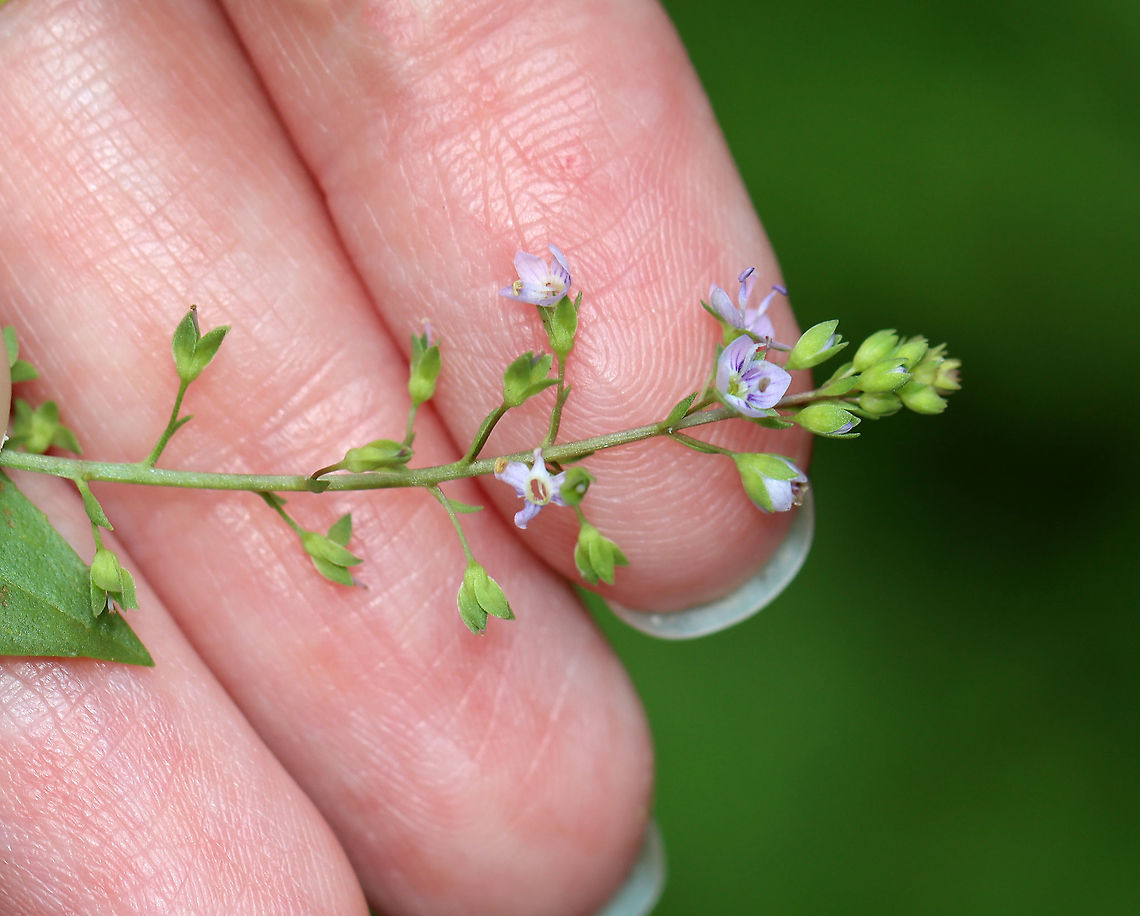 Blue-water Speedwell - Veronica anagallis-aquatica Present on most continents, its native range is not clear. It is naturalized in the United States.<br />
<br />
Habitat: Bog<br />
<figure class="photo"><a href="https://www.jungledragon.com/image/108358/blue-water_speedwell_-_veronica_anagallis-aquatica.html" title="Blue-water Speedwell - Veronica anagallis-aquatica"><img src="https://s3.amazonaws.com/media.jungledragon.com/images/3232/108358_thumb.jpg?AWSAccessKeyId=05GMT0V3GWVNE7GGM1R2&Expires=1759968010&Signature=GTEE0oAZxsOgOZOXrei6KR7s0js%3D" width="128" height="152" alt="Blue-water Speedwell - Veronica anagallis-aquatica Present on most continents, its native range is not clear. It is naturalized in the United States.<br />
<br />
Habitat: Bog<br />
https://www.jungledragon.com/image/108361/blue-water_speedwell_-_veronica_anagallis-aquatica.html<br />
https://www.jungledragon.com/image/108360/blue-water_speedwell_-_veronica_anagallis-aquatica.html<br />
https://www.jungledragon.com/image/108359/blue-water_speedwell_-_veronica_anagallis-aquatica.html Geotagged,Summer,United States,Veronica anagallis-aquatica,Water speedwell,speedwell" /></a></figure><br />
<figure class="photo"><a href="https://www.jungledragon.com/image/108361/blue-water_speedwell_-_veronica_anagallis-aquatica.html" title="Blue-water Speedwell - Veronica anagallis-aquatica"><img src="https://s3.amazonaws.com/media.jungledragon.com/images/3232/108361_thumb.jpg?AWSAccessKeyId=05GMT0V3GWVNE7GGM1R2&Expires=1759968010&Signature=dSlboqBudyPLaG5OWuSDvFciJgI%3D" width="200" height="192" alt="Blue-water Speedwell - Veronica anagallis-aquatica Present on most continents, its native range is not clear. It is naturalized in the United States.<br />
<br />
Habitat: Bog<br />
https://www.jungledragon.com/image/108358/blue-water_speedwell_-_veronica_anagallis-aquatica.html<br />
https://www.jungledragon.com/image/108360/blue-water_speedwell_-_veronica_anagallis-aquatica.html<br />
https://www.jungledragon.com/image/108359/blue-water_speedwell_-_veronica_anagallis-aquatica.html Geotagged,Summer,United States,Veronica anagallis-aquatica,Water speedwell" /></a></figure><br />
<figure class="photo"><a href="https://www.jungledragon.com/image/108359/blue-water_speedwell_-_veronica_anagallis-aquatica.html" title="Blue-water Speedwell - Veronica anagallis-aquatica"><img src="https://s3.amazonaws.com/media.jungledragon.com/images/3232/108359_thumb.jpg?AWSAccessKeyId=05GMT0V3GWVNE7GGM1R2&Expires=1759968010&Signature=fnBjvJRGugFTmhFiU2LKZC4%2Bdhw%3D" width="112" height="152" alt="Blue-water Speedwell - Veronica anagallis-aquatica Present on most continents, its native range is not clear. It is naturalized in the United States.<br />
<br />
Habitat: Bog<br />
https://www.jungledragon.com/image/108360/blue-water_speedwell_-_veronica_anagallis-aquatica.html<br />
https://www.jungledragon.com/image/108361/blue-water_speedwell_-_veronica_anagallis-aquatica.html<br />
https://www.jungledragon.com/image/108358/blue-water_speedwell_-_veronica_anagallis-aquatica.html<br />
 Geotagged,Summer,United States,Veronica anagallis-aquatica,Water speedwell" /></a></figure> Geotagged,Summer,United States,Veronica anagallis-aquatica,Water speedwell