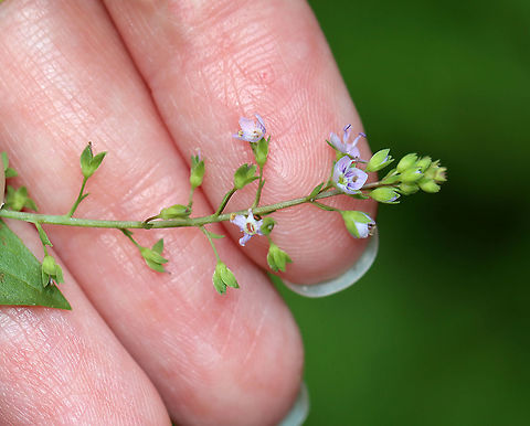 Blue-water Speedwell - Veronica anagallis-aquatica Present on most continents, its native range is not clear. It is naturalized in the United States.

Habitat: Bog
https://www.jungledragon.com/image/108358/blue-water_speedwell_-_veronica_anagallis-aquatica.html
https://www.jungledragon.com/image/108361/blue-water_speedwell_-_veronica_anagallis-aquatica.html
https://www.jungledragon.com/image/108359/blue-water_speedwell_-_veronica_anagallis-aquatica.html Geotagged,Summer,United States,Veronica anagallis-aquatica,Water speedwell
