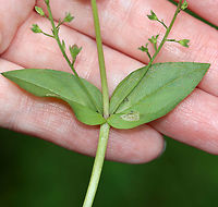 Blue-water Speedwell - Veronica anagallis-aquatica Present on most continents, its native range is not clear. It is naturalized in the United States.<br />
<br />
Habitat: Bog<br />
https://www.jungledragon.com/image/108358/blue-water_speedwell_-_veronica_anagallis-aquatica.html<br />
https://www.jungledragon.com/image/108360/blue-water_speedwell_-_veronica_anagallis-aquatica.html<br />
https://www.jungledragon.com/image/108359/blue-water_speedwell_-_veronica_anagallis-aquatica.html Geotagged,Summer,United States,Veronica anagallis-aquatica,Water speedwell