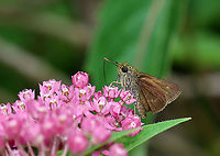 Dun Skipper - Euphyes vestris Habitat: Feasting on milkweed nectar; wetland/bog<br />
https://www.jungledragon.com/image/108363/dun_skipper_-_euphyes_vestris.html Dun Skipper,Euphyes,Euphyes vestris,Geotagged,Summer,United States,butterfly,skipper