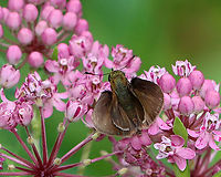 Dun Skipper - Euphyes vestris Habitat: Feasting on milkweed nectar; wetland/bog<br />
https://www.jungledragon.com/image/108362/dun_skipper_-_euphyes_vestris.html Dun Skipper,Euphyes vestris,Geotagged,Summer,United States