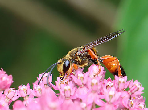 Great Golden Digger Wasp - Sphex ichneumoneus Habitat: Nectaring on milkweed; wetland/bog Geotagged,Great golden digger wasp,Sphex,Sphex ichneumoneus,Summer,United States,wasp