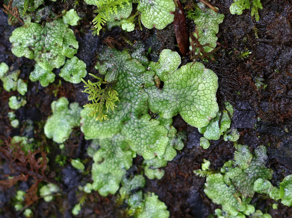 Snakewort - Conocephalum salebrosum Habitat: Wetland<br />
<figure class="photo"><a href="https://www.jungledragon.com/image/108365/snakewort_-_conocephalum_salebrosum.html" title="Snakewort - Conocephalum salebrosum"><img src="https://s3.amazonaws.com/media.jungledragon.com/images/3232/108365_thumb.jpg?AWSAccessKeyId=05GMT0V3GWVNE7GGM1R2&Expires=1770854410&Signature=vgN6r3J4GTFuNTLxdgcH08tcyS4%3D" width="108" height="152" alt="Snakewort - Conocephalum salebrosum Habitat: Wetland<br />
https://www.jungledragon.com/image/108369/snakewort_-_conocephalum_salebrosum.html Conocephalum,Conocephalum salebrosum,Geotagged,Snakewort,Summer,United States" /></a></figure> Conocephalum salebrosum,Geotagged,Snakewort,Summer,United States
