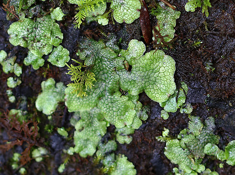 Snakewort - Conocephalum salebrosum Habitat: Wetland
https://www.jungledragon.com/image/108365/snakewort_-_conocephalum_salebrosum.html Conocephalum salebrosum,Geotagged,Snakewort,Summer,United States