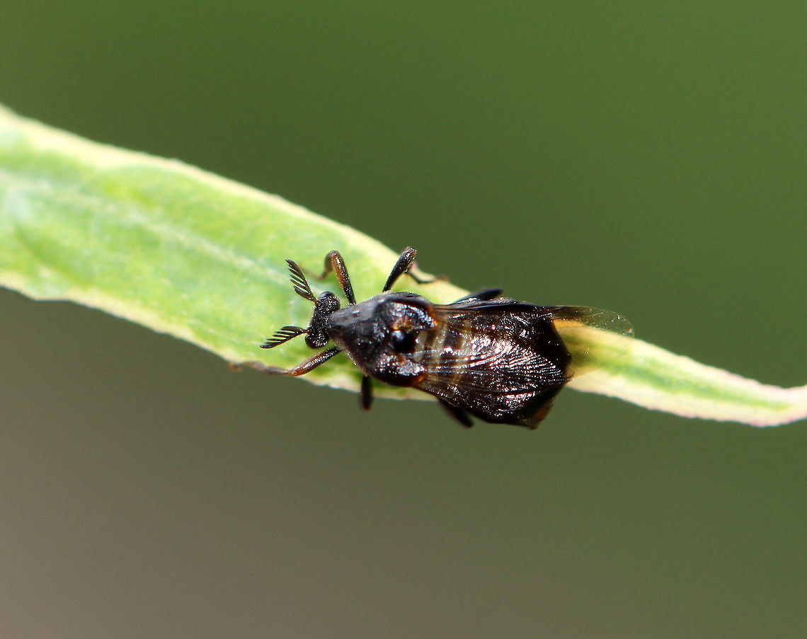 Ripiphorus fasciatus-complex Habitat: Garden<br />
<figure class="photo"><a href="https://www.jungledragon.com/image/108389/ripiphorus_fasciatus-complex.html" title="Ripiphorus fasciatus-complex"><img src="https://s3.amazonaws.com/media.jungledragon.com/images/3232/108389_thumb.jpg?AWSAccessKeyId=05GMT0V3GWVNE7GGM1R2&Expires=1769040010&Signature=wjmkp90YRj0vQ3gN6bSbppBwE94%3D" width="200" height="148" alt="Ripiphorus fasciatus-complex The first stadium larvae are triungulins, which hitch a ride on bees to their nests!<br />
<br />
Habitat: Garden<br />
https://www.jungledragon.com/image/108388/unidentified_insect.html Geotagged,Ripiphorus fasciatus-complex,Summer,United States" /></a></figure> Geotagged,Ripiphorus fasciatus-complex,Summer,United States,insect