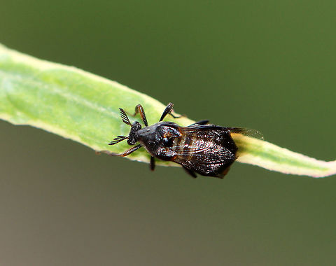 Ripiphorus fasciatus-complex Habitat: Garden
https://www.jungledragon.com/image/108389/unidentified_insect.html Geotagged,Ripiphorus fasciatus-complex,Summer,United States,insect