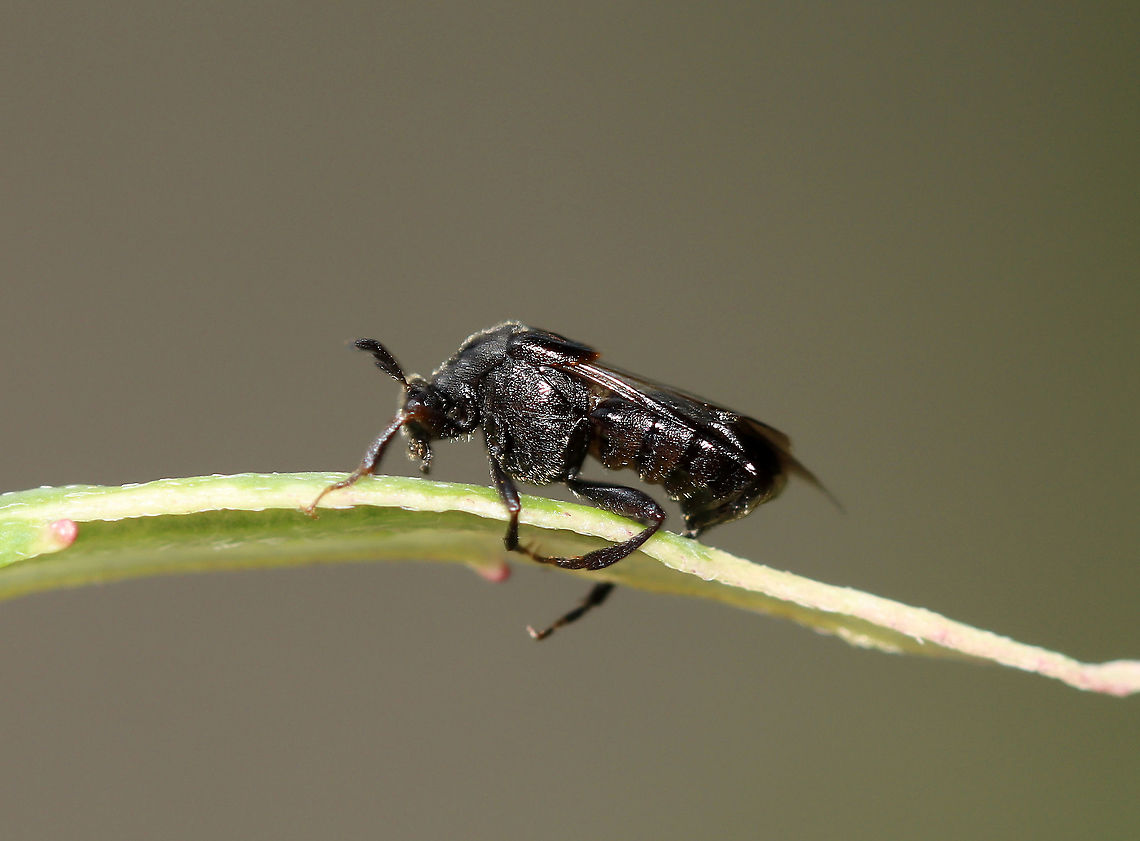 Ripiphorus fasciatus-complex The first stadium larvae are triungulins, which hitch a ride on bees to their nests!<br />
<br />
Habitat: Garden<br />
<figure class="photo"><a href="https://www.jungledragon.com/image/108388/ripiphorus_fasciatus-complex.html" title="Ripiphorus fasciatus-complex"><img src="https://s3.amazonaws.com/media.jungledragon.com/images/3232/108388_thumb.jpg?AWSAccessKeyId=05GMT0V3GWVNE7GGM1R2&Expires=1759968010&Signature=V24H3lgclA2tdaDIYdOpJUOqfaU%3D" width="200" height="160" alt="Ripiphorus fasciatus-complex Habitat: Garden<br />
https://www.jungledragon.com/image/108389/unidentified_insect.html Geotagged,Ripiphorus fasciatus-complex,Summer,United States,insect" /></a></figure> Geotagged,Ripiphorus fasciatus-complex,Summer,United States