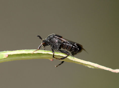 Ripiphorus fasciatus-complex The first stadium larvae are triungulins, which hitch a ride on bees to their nests!

Habitat: Garden
https://www.jungledragon.com/image/108388/unidentified_insect.html Geotagged,Ripiphorus fasciatus-complex,Summer,United States