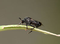 Ripiphorus fasciatus-complex The first stadium larvae are triungulins, which hitch a ride on bees to their nests!<br />
<br />
Habitat: Garden<br />
https://www.jungledragon.com/image/108388/unidentified_insect.html Geotagged,Ripiphorus fasciatus-complex,Summer,United States