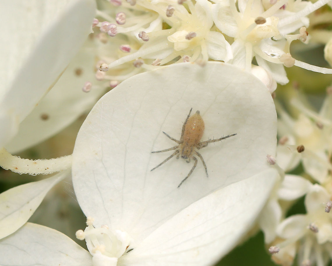 Garden Ghost Spider - Hibana gracilis *Tentative ID<br />
<br />
Habitat: Hiding out in a silk retreat; garden Garden Ghost Spider,Geotagged,Hibana,Hibana gracilis,Summer,United States,ghost spider,spider
