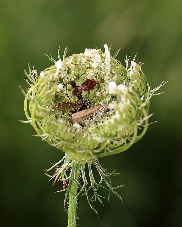 Jagged Ambush Bug Cache - Phymata fasciata I was surprised when I looked into the top of this wild carrot (there are almost always critters in them!) and found an ambush bug with several dead insects! It had its own little cache!<br />
<br />
Habitat: Garden  Geotagged,Phymata,Phymata Fasciata,Summer,United States,ambush bug