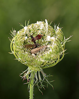 Jagged Ambush Bug Cache - Phymata fasciata I was surprised when I looked into the top of this wild carrot (there are almost always critters in them!) and found an ambush bug with several dead insects! It had its own little cache!

Habitat: Garden  Geotagged,Phymata,Phymata Fasciata,Summer,United States,ambush bug