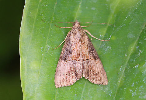 Green Cloverworm - Hypena scabra Habitat: Garden Geotagged,Green Cloverworm,Hypena,Hypena scabra,Summer,United States,moth