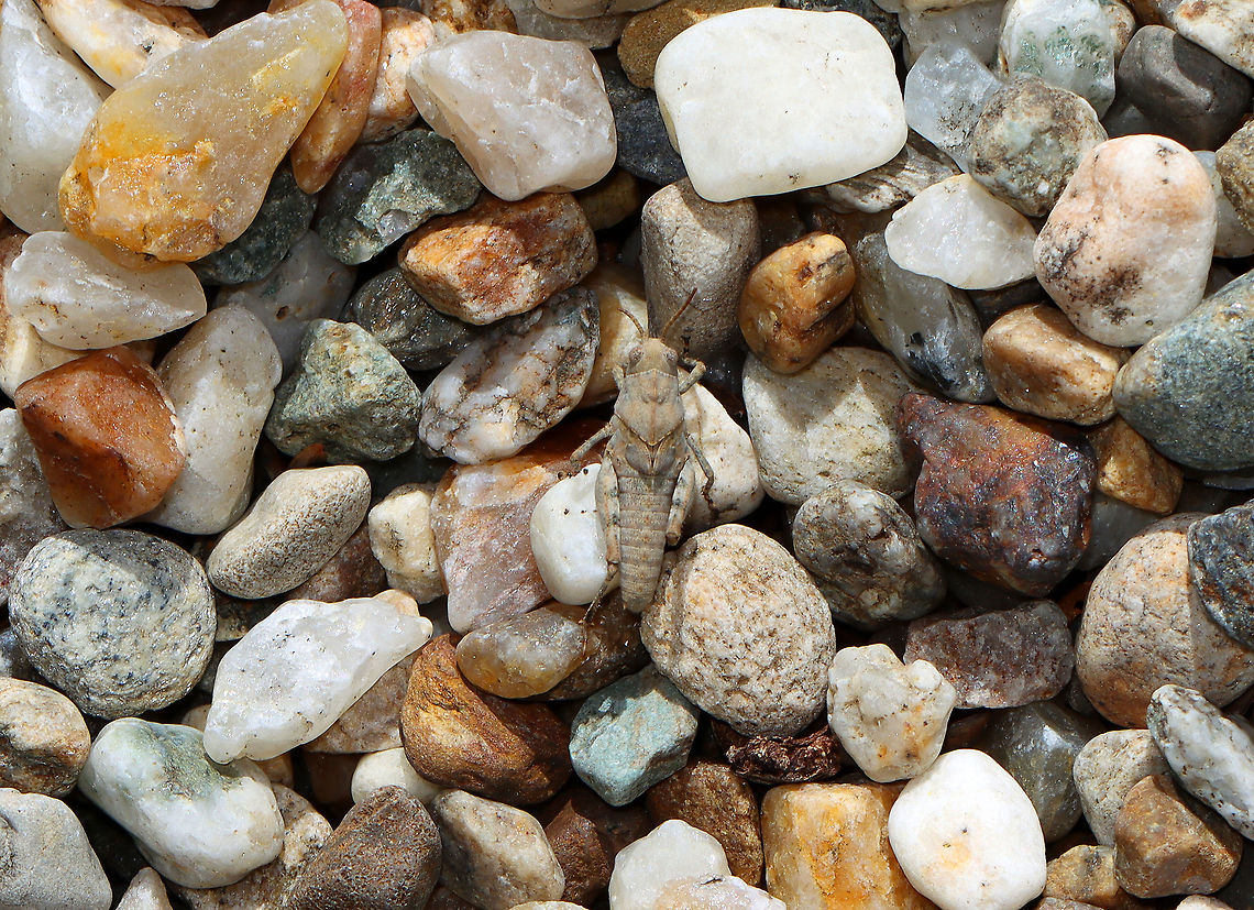 Carolina Grasshopper  Nymph - Dissosteira carolina I almost stepped on this little dude.<br />
<br />
Habitat: Gravel path  Carolina grasshopper,Dissosteira carolina,Geotagged,Summer,United States,acrididae,grasshopper,grasshopper nymph,short-horned grasshopper