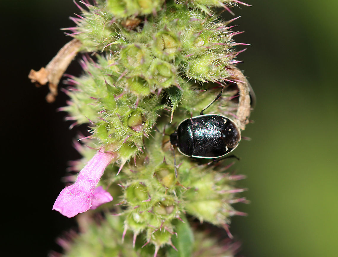 White-margined Burrower Bug - Sehirus cinctus These are cool bugs! Females lay their eggs in the soil and exhibit maternal care for their young, which is unusual for a bug! She guards her brood and brings them seeds to eat for up to a few days after hatching, which is when they are old enough to fend for themselves.<br />
<br />
Habitat: Rural garden Geotagged,Sehirus,Sehirus cinctus,Summer,United States,White-margined Burrower Bug,bug