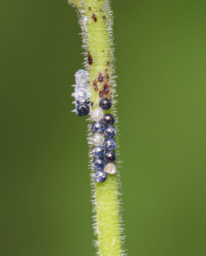 Stink Bug Eggs (Pentatomidae) Grrr, this picture stinks! But, I am sharing it anyway because the eggs were so pretty -- especially the blue ones! I&#039;m assuming the dark ones were diseased/parasitized.<br />
<br />
Stink bug eggs are barrel-shaped and are laid in clusters, standing upright, on vegetation. The circular lid at the top has a ring of spines along the edge. <br />
<br />
Habitat: Garden Geotagged,Pentatomidae,Summer,United States,eggs,stink bug eggs