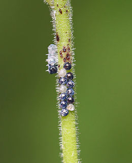 Stink Bug Eggs (Pentatomidae) Grrr, this picture stinks! But, I am sharing it anyway because the eggs were so pretty -- especially the blue ones! I'm assuming the dark ones were diseased/parasitized.

Stink bug eggs are barrel-shaped and are laid in clusters, standing upright, on vegetation. The circular lid at the top has a ring of spines along the edge. 

Habitat: Garden Geotagged,Pentatomidae,Summer,United States,eggs,stink bug eggs