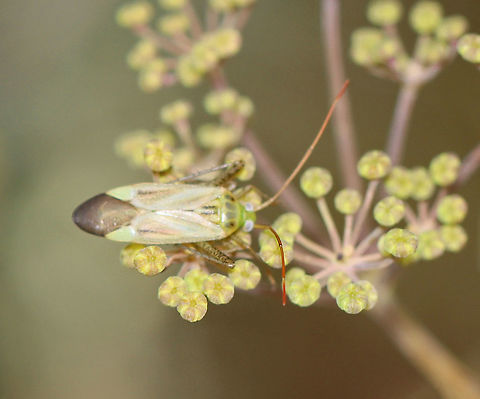 Alfalfa Plant Bug - Adelphocoris lineolatus Habitat: Garden Adelphocoris,Adelphocoris lineolatus,Alfalfa Plant Bug,Geotagged,Summer,United States,bug,miridae,plant bug