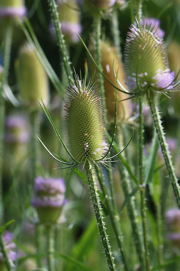 Fuller's Teasel - Dipsacus fullonum The inflorescence is a cylindrical array of lavender flowers which dries to a cone of spine-tipped hard bracts. It may be 10 cm long. The dried head persists afterwards, with the small seeds maturing in mid-autumn.<br />
<br />
The genus name is derived from the word for thirst, and refers to the cup-like formation made where sessile leaves merge at the stem. Rain water can collect in this receptacle; this may perform the function of preventing sap-sucking insects such as aphids from climbing the stem. An experiment has shown that adding dead insects to these cups increases the seedset of teasels, implying partial carnivory.<br />
<br />
Habitat: Pondside <br />
<figure class="photo"><a href="https://www.jungledragon.com/image/108505/fullers_teasel_-_dipsacus_fullonum.html" title="Fuller&#039;s Teasel - Dipsacus fullonum"><img src="https://s3.amazonaws.com/media.jungledragon.com/images/3232/108505_thumb.jpg?AWSAccessKeyId=05GMT0V3GWVNE7GGM1R2&Expires=1767225610&Signature=1qjwIoxNqdwizZhqmCXyehjHKys%3D" width="124" height="152" alt="Fuller&#039;s Teasel - Dipsacus fullonum The inflorescence is a cylindrical array of lavender flowers which dries to a cone of spine-tipped hard bracts. It may be 10 cm long. The dried head persists afterwards, with the small seeds maturing in mid-autumn.<br />
<br />
The genus name is derived from the word for thirst, and refers to the cup-like formation made where sessile leaves merge at the stem. Rain water can collect in this receptacle; this may perform the function of preventing sap-sucking insects such as aphids from climbing the stem. An experiment has shown that adding dead insects to these cups increases the seedset of teasels, implying partial carnivory.<br />
<br />
Habitat: Pondside<br />
https://www.jungledragon.com/image/108503/fullers_teasel_-_dipsacus_fullonum.html<br />
https://www.jungledragon.com/image/108504/fullers_teasel_-_dipsacus_fullonum.html Dipsacus fullonum,Fullers Teasel,Geotagged,Summer,United States" /></a></figure><br />
<figure class="photo"><a href="https://www.jungledragon.com/image/108504/fullers_teasel_-_dipsacus_fullonum.html" title="Fuller&#039;s Teasel - Dipsacus fullonum"><img src="https://s3.amazonaws.com/media.jungledragon.com/images/3232/108504_thumb.jpg?AWSAccessKeyId=05GMT0V3GWVNE7GGM1R2&Expires=1767225610&Signature=GGtcw9430LSQqGMblP1MPlzctUM%3D" width="200" height="178" alt="Fuller&#039;s Teasel - Dipsacus fullonum The inflorescence is a cylindrical array of lavender flowers which dries to a cone of spine-tipped hard bracts. It may be 10 cm long. The dried head persists afterwards, with the small seeds maturing in mid-autumn.<br />
<br />
The genus name is derived from the word for thirst, and refers to the cup-like formation made where sessile leaves merge at the stem. Rain water can collect in this receptacle; this may perform the function of preventing sap-sucking insects such as aphids from climbing the stem. An experiment has shown that adding dead insects to these cups increases the seedset of teasels, implying partial carnivory.<br />
<br />
Habitat: Pondside<br />
https://www.jungledragon.com/image/108503/fullers_teasel_-_dipsacus_fullonum.html<br />
https://www.jungledragon.com/image/108505/fullers_teasel_-_dipsacus_fullonum.html Dipsacus fullonum,Fullers Teasel,Geotagged,Summer,United States" /></a></figure> Dipsacus fullonum,Fullers Teasel,Geotagged,Summer,United States,teasel