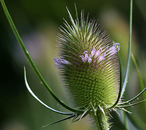Fuller's Teasel - Dipsacus fullonum The inflorescence is a cylindrical array of lavender flowers which dries to a cone of spine-tipped hard bracts. It may be 10 cm long. The dried head persists afterwards, with the small seeds maturing in mid-autumn.

The genus name is derived from the word for thirst, and refers to the cup-like formation made where sessile leaves merge at the stem. Rain water can collect in this receptacle; this may perform the function of preventing sap-sucking insects such as aphids from climbing the stem. An experiment has shown that adding dead insects to these cups increases the seedset of teasels, implying partial carnivory.

Habitat: Pondside
https://www.jungledragon.com/image/108503/fullers_teasel_-_dipsacus_fullonum.html
https://www.jungledragon.com/image/108505/fullers_teasel_-_dipsacus_fullonum.html Dipsacus fullonum,Fullers Teasel,Geotagged,Summer,United States