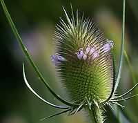 Fuller's Teasel - Dipsacus fullonum The inflorescence is a cylindrical array of lavender flowers which dries to a cone of spine-tipped hard bracts. It may be 10 cm long. The dried head persists afterwards, with the small seeds maturing in mid-autumn.<br />
<br />
The genus name is derived from the word for thirst, and refers to the cup-like formation made where sessile leaves merge at the stem. Rain water can collect in this receptacle; this may perform the function of preventing sap-sucking insects such as aphids from climbing the stem. An experiment has shown that adding dead insects to these cups increases the seedset of teasels, implying partial carnivory.<br />
<br />
Habitat: Pondside<br />
https://www.jungledragon.com/image/108503/fullers_teasel_-_dipsacus_fullonum.html<br />
https://www.jungledragon.com/image/108505/fullers_teasel_-_dipsacus_fullonum.html Dipsacus fullonum,Fullers Teasel,Geotagged,Summer,United States