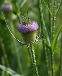 Fuller's Teasel - Dipsacus fullonum The inflorescence is a cylindrical array of lavender flowers which dries to a cone of spine-tipped hard bracts. It may be 10 cm long. The dried head persists afterwards, with the small seeds maturing in mid-autumn.<br />
<br />
The genus name is derived from the word for thirst, and refers to the cup-like formation made where sessile leaves merge at the stem. Rain water can collect in this receptacle; this may perform the function of preventing sap-sucking insects such as aphids from climbing the stem. An experiment has shown that adding dead insects to these cups increases the seedset of teasels, implying partial carnivory.<br />
<br />
Habitat: Pondside<br />
https://www.jungledragon.com/image/108503/fullers_teasel_-_dipsacus_fullonum.html<br />
https://www.jungledragon.com/image/108504/fullers_teasel_-_dipsacus_fullonum.html Dipsacus fullonum,Fullers Teasel,Geotagged,Summer,United States