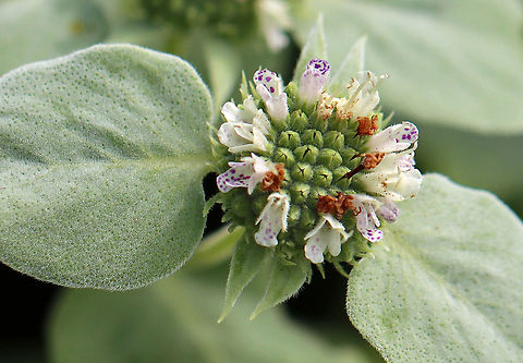 Broad-leaved Mountain Mint - Pycnanthemum muticum Insects LOVE these flowers.

Habitat: Garden
https://www.jungledragon.com/image/108508/broad-leaved_mountain_mint_-_pycnanthemum_muticum.html Broad-leaved Mountain Mint,Geotagged,Pycnanthemum,Pycnanthemum muticum,Summer,United States,mountain mint