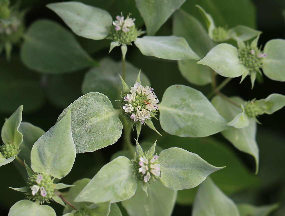 Broad-leaved Mountain Mint - Pycnanthemum muticum Insects LOVE these flowers.<br />
<br />
Habitat: Garden<br />
<figure class="photo"><a href="https://www.jungledragon.com/image/108506/broad-leaved_mountain_mint_-_pycnanthemum_muticum.html" title="Broad-leaved Mountain Mint - Pycnanthemum muticum"><img src="https://s3.amazonaws.com/media.jungledragon.com/images/3232/108506_thumb.jpg?AWSAccessKeyId=05GMT0V3GWVNE7GGM1R2&Expires=1769040010&Signature=7cL1MkzfmB1r3BkwK6p%2B4f0OjzI%3D" width="200" height="140" alt="Broad-leaved Mountain Mint - Pycnanthemum muticum Insects LOVE these flowers.<br />
<br />
Habitat: Garden<br />
https://www.jungledragon.com/image/108508/broad-leaved_mountain_mint_-_pycnanthemum_muticum.html Broad-leaved Mountain Mint,Geotagged,Pycnanthemum,Pycnanthemum muticum,Summer,United States,mountain mint" /></a></figure> Broad-leaved Mountain Mint,Geotagged,Pycnanthemum muticum,Summer,United States