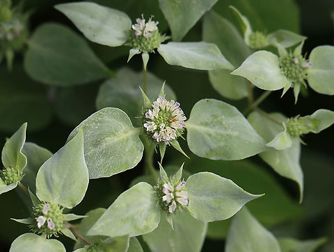 Broad-leaved Mountain Mint - Pycnanthemum muticum Insects LOVE these flowers.

Habitat: Garden
https://www.jungledragon.com/image/108506/broad-leaved_mountain_mint_-_pycnanthemum_muticum.html Broad-leaved Mountain Mint,Geotagged,Pycnanthemum muticum,Summer,United States