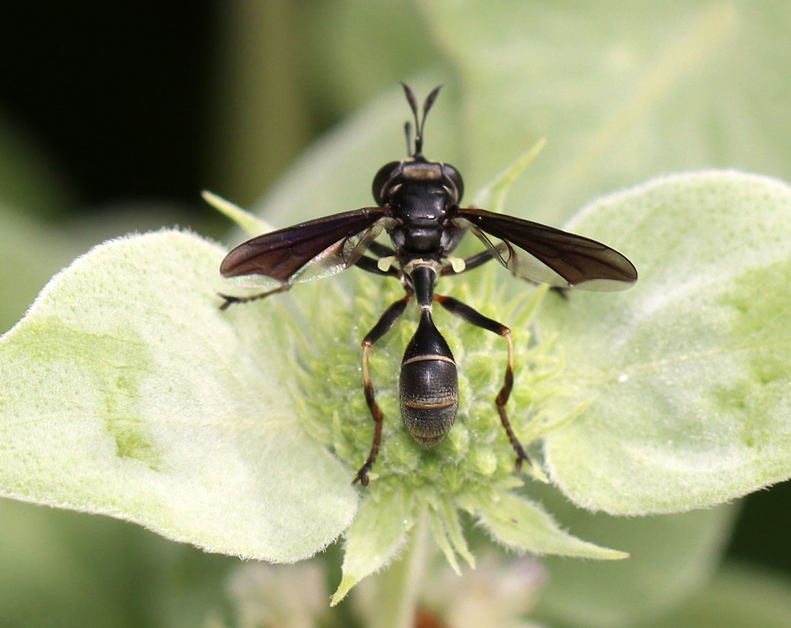 Thick-headed Fly - Physocephala tibialis Habitat: On mountain mint; garden Diptera,Geotagged,Physocephala tibialis,Summer,United States,conopidae,fly,thick-headed fly