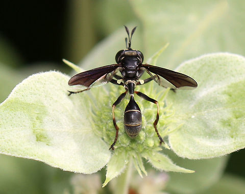 Thick-headed Fly - Physocephala tibialis Habitat: On mountain mint; garden Diptera,Geotagged,Physocephala tibialis,Summer,United States,conopidae,fly,thick-headed fly
