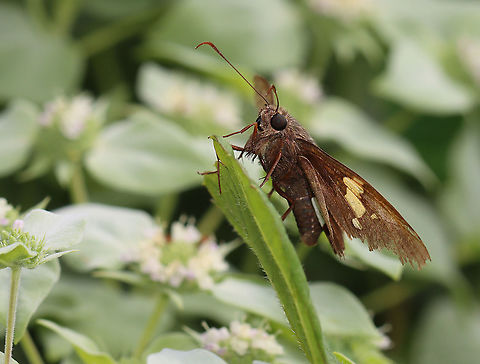 Silver-spotted Skipper - Epargyreus clarus Habitat: Garden Epargyreus,Epargyreus clarus,Geotagged,Hesperiidae,Silver-spotted Skipper,Summer,United States,butterfly,skipper