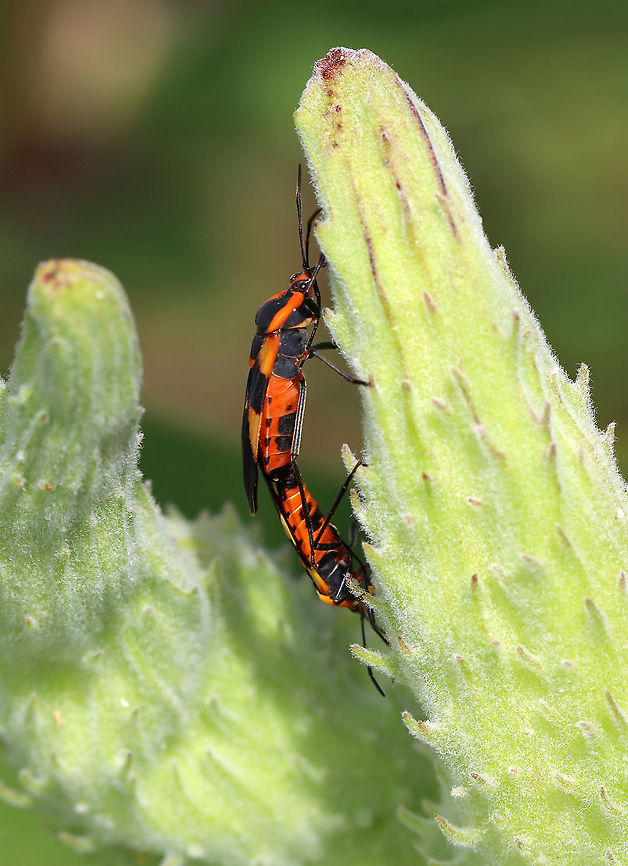 Large Milkweed Bug - Oncopeltus fasciatus Orange and black bug with forward-pointing triangles anteriorly and orange backward-pointing triangles posteriorly, separated by a black band in the middle.<br />
<br />
Habitat: On milkweed in a meadow Geotagged,Large milkweed bug,Oncopeltus,Oncopeltus fasciatus,Summer,United States,bug,milkweed bug