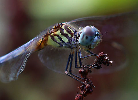 Blue Dasher - Pachydiplax longipennis Habitat: Pondside Blue dasher,Geotagged,Pachydiplax,Pachydiplax longipennis,Summer,United States,dragonfly