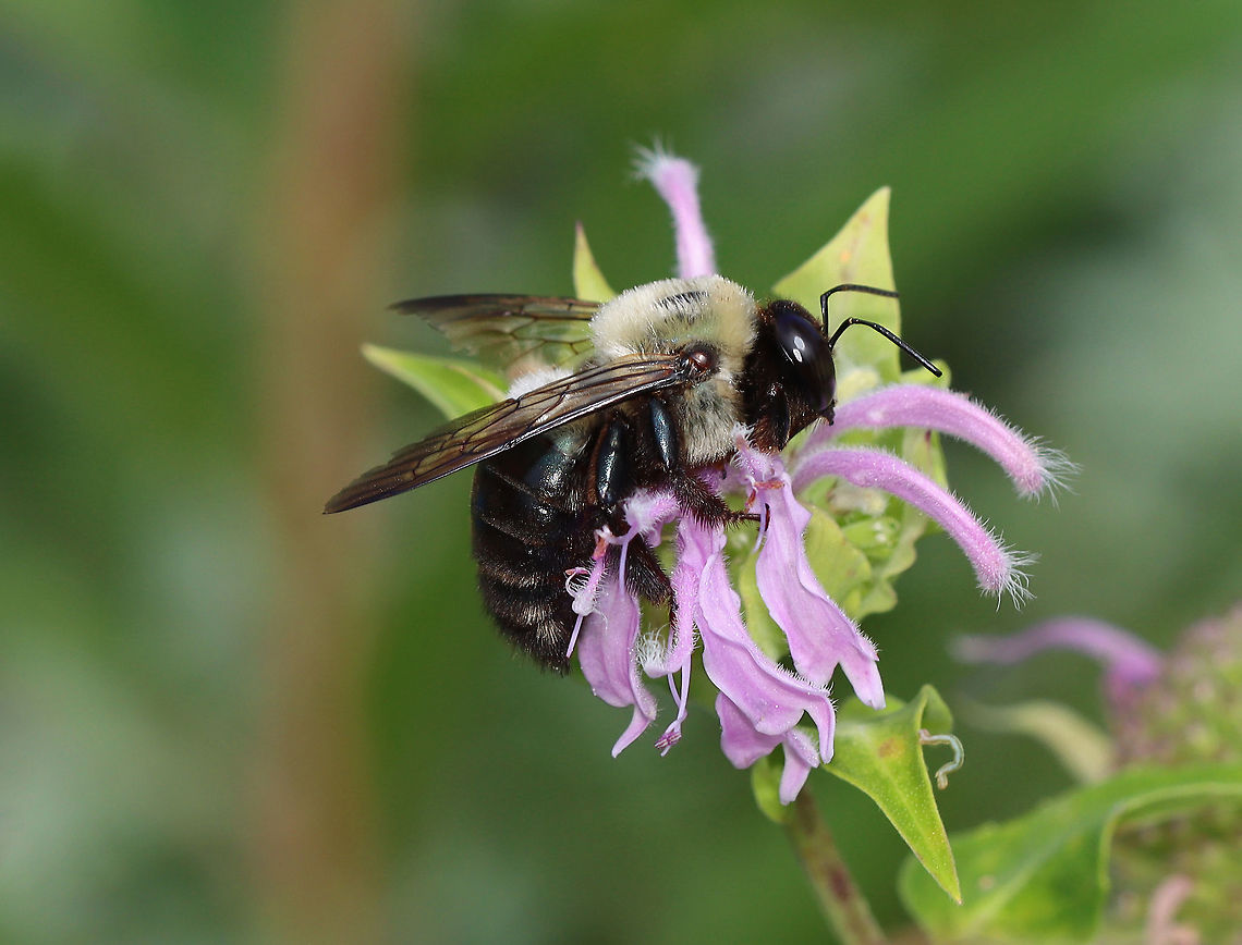 Eastern Carpenter Bee - Xylocopa virginica ***Check out the tiny photobomber (caterpillar)***<br />
<br />
Habitat: Meadow<br />
<figure class="photo"><a href="https://www.jungledragon.com/image/108567/eastern_carpenter_bee_-_xylocopa_virginica.html" title="Eastern Carpenter Bee - Xylocopa virginica"><img src="https://s3.amazonaws.com/media.jungledragon.com/images/3232/108567_thumb.jpg?AWSAccessKeyId=05GMT0V3GWVNE7GGM1R2&Expires=1767225610&Signature=AO9z8TEzVIZJYdT83VP%2B0GSTDZ0%3D" width="200" height="156" alt="Eastern Carpenter Bee - Xylocopa virginica Habitat: Meadow<br />
https://www.jungledragon.com/image/108566/bombus_griseocollis_or_xylocopa_virginica.html Eastern Carpenter Bee,Geotagged,Summer,United States,Xylocopa virginica" /></a></figure> Eastern Carpenter Bee,Geotagged,Summer,United States,Xylocopa virginica,bee