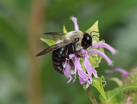 Eastern Carpenter Bee - Xylocopa virginica ***Check out the tiny photobomber (caterpillar)***

Habitat: Meadow
https://www.jungledragon.com/image/108567/bombus_griseocollis_or_xylocopa_virginica.html Eastern Carpenter Bee,Geotagged,Summer,United States,Xylocopa virginica,bee