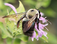Eastern Carpenter Bee - Xylocopa virginica Habitat: Meadow<br />
https://www.jungledragon.com/image/108566/bombus_griseocollis_or_xylocopa_virginica.html Eastern Carpenter Bee,Geotagged,Summer,United States,Xylocopa virginica