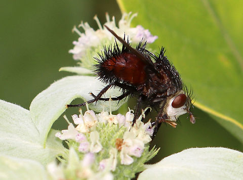 Bristle Fly - Juriniopsis adusta These flies are so cool-looking. They would be good for use in a horror movie.

Habitat: Mountain mint; garden Geotagged,Juriniopsis,Juriniopsis adusta,Summer,Tachinidae,United States,diptera,fly
