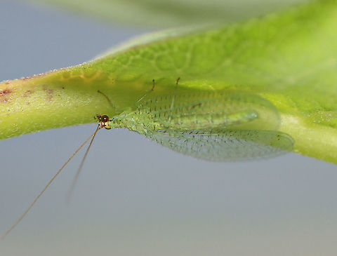 Golden-eyed Lacewing - Chrysopa oculata Habitat: Meadow Chrysopa,Chrysopa oculata,Geotagged,Golden-eyed lacewing,Summer,United States,lacewing