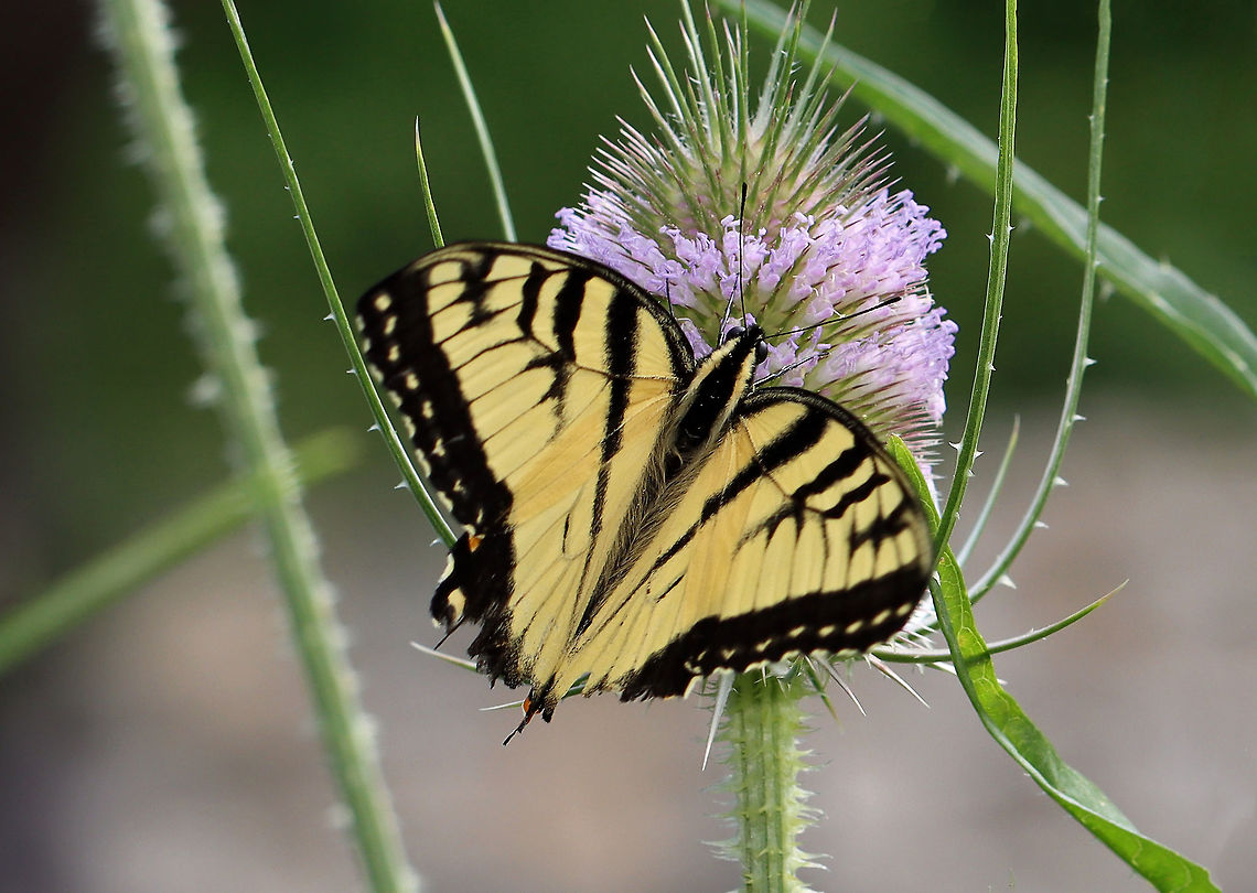 Eastern Tiger Swallowtail - Papilio glaucus Habitat: Pondside Eastern Tiger Swallowtail,Geotagged,Papilio,Papilio glaucus,Summer,United States,butterfly,swallowtail