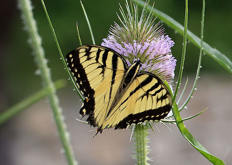 Eastern Tiger Swallowtail - Papilio glaucus Habitat: Pondside Eastern Tiger Swallowtail,Geotagged,Papilio,Papilio glaucus,Summer,United States,butterfly,swallowtail