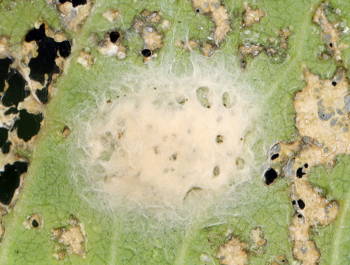 Insect Eggs Maybe moth eggs? If you zoom in, it looks like there are bits of frass, so I'm assuming the eggs had already hatched before I took this photo.<br />
<br />
Habitat: Plant in garden; I have no idea what! Maybe milkweed? Geotagged,Summer,United States,eggs,insect eggs
