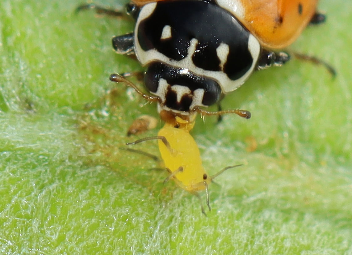 Oleander Aphid - Aphis nerii I imagine that this aphid was thinking, &quot;Ahhh, my butt!&quot;<br />
<br />
Habitat: Milkweed in a meadow Aphis,Aphis nerii,Geotagged,Milkweed aphid,Oleander aphid,Summer,United States,aphid