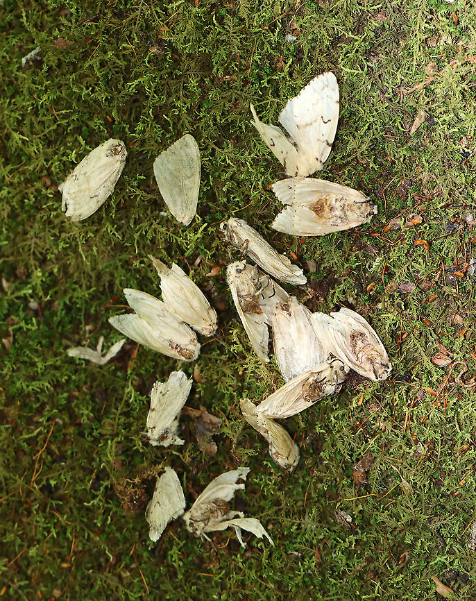 Female Gypsy Moths - Lymantria dispar I found hundreds of dead, female gypsy moths in this forest. Most were on the ground (at the base of trees), but some died on the trees right after depositing their egg masses on the bark. And, of course, I found lots of egg masses on the trees, many of which I scraped off as we are recommended to do because we have had heavy infestations in recent years that have caused massive defoliation.<br />
<br />
For more info on a recent, particularly bad infestation: <figure class="photo"><a href="https://www.jungledragon.com/image/57133/gypsy_moth_females_with_eggs.html" title="Gypsy Moth (Females) with Eggs"><img src="https://s3.amazonaws.com/media.jungledragon.com/images/3232/57133_thumb.jpg?AWSAccessKeyId=05GMT0V3GWVNE7GGM1R2&Expires=1767225610&Signature=9e8d2RTPhK3z%2FN9I8oi3%2Fmo%2FdAc%3D" width="116" height="152" alt="Gypsy Moth (Females) with Eggs Not a great shot as I took it with my cell phone! But, I wanted to upload it anyway to document the damage that these moths can do! <br />
<br />
These are female moths with their eggs. Females have white wings, a tan body, and approximately a two-inch wingspan. They cannot fly. Rather, they simply crawl to a spot near where they pupated, and wait for a male to find them to mate. After mating, female gypsy moths lay a mass of eggs. Each egg mass can hold over a hundred eggs.<br />
During the summer of 2016 in Rhode Island (northeast US), these moths, which are an invasive species, were literally everywhere. You couldn&#039;t go outside, day or night, without seeing them. All you could hear in the woods was the sound of caterpillars pooping up in the tree canopy - it sounded like rain.  Gypsy moth caterpillars wreaked havoc and caused incredible amounts of tree carnage - it was estimated that approximately 3/4 of Rhode Island&#039;s forest canopy was destroyed, making this the worst outbreak in at least 15 years. A single caterpillar can eat a square foot of leaf matter in one day - they prefer hardwoods, but will also eat conifers, many of which will not recover.   Geotagged,Gypsy Moth,Gypsy moth,Lymantria dispar,Summer,United States,moth" /></a></figure><br />
<br />
Habitat: Mixed forest  <br />
<figure class="photo"><a href="https://www.jungledragon.com/image/108640/gypsy_moth_eggs_-_lymantria_dispar.html" title="Gypsy Moth Eggs - Lymantria dispar"><img src="https://s3.amazonaws.com/media.jungledragon.com/images/3232/108640_thumb.jpg?AWSAccessKeyId=05GMT0V3GWVNE7GGM1R2&Expires=1767225610&Signature=EZtmTJnxlvGgN1Z%2BSTquPuizlp0%3D" width="200" height="150" alt="Gypsy Moth Eggs - Lymantria dispar I found hundreds of dead, female gypsy moths in this forest. Most were on the ground (at the base of trees), but some died on the trees right after depositing their egg masses on the bark. And, of course, I found lots of egg masses on the trees, many of which I scraped off as we are recommended to do because we have had heavy infestations in recent years that have caused massive defoliation.<br />
<br />
For more info on a recent, particularly bad infestation: https://www.jungledragon.com/image/57133/gypsy_moth_females_with_eggs.html<br />
<br />
Habitat: Mixed forest  <br />
https://www.jungledragon.com/image/108637/female_gypsy_moths_-_lymantria_dispar.html<br />
https://www.jungledragon.com/image/108639/female_gypsy_moth_dead_on_her_eggs_-_lymantria_dispar.html<br />
https://www.jungledragon.com/image/108638/female_gypsy_moth_-_lymantria_dispar.html Geotagged,Gypsy moth,Lymantria dispar,Summer,United States,eggs,moth eggs" /></a></figure><br />
<figure class="photo"><a href="https://www.jungledragon.com/image/108639/female_gypsy_moth_dead_on_her_eggs_-_lymantria_dispar.html" title="Female Gypsy Moth (Dead on her Eggs) - Lymantria dispar"><img src="https://s3.amazonaws.com/media.jungledragon.com/images/3232/108639_thumb.jpg?AWSAccessKeyId=05GMT0V3GWVNE7GGM1R2&Expires=1767225610&Signature=VXZ55uWbws6PHFOULY5JV834lwM%3D" width="110" height="152" alt="Female Gypsy Moth (Dead on her Eggs) - Lymantria dispar I found hundreds of dead, female gypsy moths in this forest. Most were on the ground (at the base of trees), but some died on the trees right after depositing their egg masses on the bark. And, of course, I found lots of egg masses on the trees, many of which I scraped off as we are recommended to do because we have had heavy infestations in recent years that have caused massive defoliation.<br />
<br />
For more info on a recent, particularly bad infestation: https://www.jungledragon.com/image/57133/gypsy_moth_females_with_eggs.html<br />
<br />
Habitat: Mixed forest  <br />
https://www.jungledragon.com/image/108637/female_gypsy_moths_-_lymantria_dispar.html<br />
https://www.jungledragon.com/image/108638/female_gypsy_moth_-_lymantria_dispar.html<br />
https://www.jungledragon.com/image/108640/gypsy_moth_eggs_-_lymantria_dispar.html Geotagged,Gypsy moth,Lymantria dispar,Summer,United States" /></a></figure><br />
<figure class="photo"><a href="https://www.jungledragon.com/image/108638/female_gypsy_moth_-_lymantria_dispar.html" title="Female Gypsy Moth - Lymantria dispar"><img src="https://s3.amazonaws.com/media.jungledragon.com/images/3232/108638_thumb.jpg?AWSAccessKeyId=05GMT0V3GWVNE7GGM1R2&Expires=1767225610&Signature=Skr%2BhGA4QFABsYDTzz46OIDlJcs%3D" width="200" height="180" alt="Female Gypsy Moth - Lymantria dispar I found hundreds of dead, female gypsy moths in this forest. Most were on the ground (at the base of trees), but some died on the trees right after depositing their egg masses on the bark. And, of course, I found lots of egg masses on the trees, many of which I scraped off as we are recommended to do because we have had heavy infestations in recent years that have caused massive defoliation.<br />
<br />
For more info on a recent, particularly bad infestation: https://www.jungledragon.com/image/57133/gypsy_moth_females_with_eggs.html<br />
<br />
Habitat: Mixed forest  <br />
https://www.jungledragon.com/image/108639/female_gypsy_moth_dead_on_her_eggs_-_lymantria_dispar.html<br />
https://www.jungledragon.com/image/108640/gypsy_moth_eggs_-_lymantria_dispar.html<br />
https://www.jungledragon.com/image/108637/female_gypsy_moths_-_lymantria_dispar.html Geotagged,Gypsy moth,Lymantria dispar,Summer,United States" /></a></figure> Geotagged,Gypsy moth,Lymantria,Lymantria dispar,Summer,United States,moth